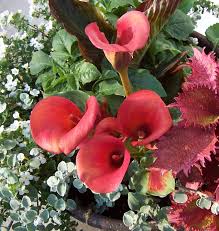 Red Alert Calla Lilly In A Container With Images Calla Lillies Calla Calla Lily