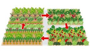 Gemusebeet Planen Das Sollten Sie Beachten Garten Garten Hochbeet Gemusebeet