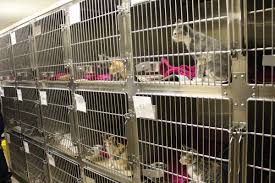 Florida cat rescue group directory. 68 Cats And Kittens Rescued In Collaborative Effort With Rescue Partner In Florida Animal League