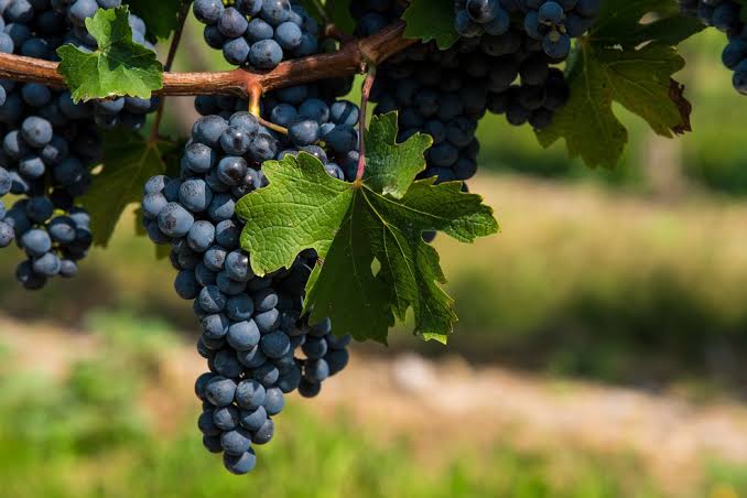 2ª Feira da Uva e do Vinho, em Planaltina, começa nesta sexta e vai até 7 de agosto | G1