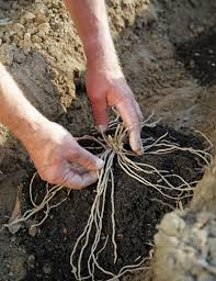 Gruner Spargel So Gelingt Der Anbau Im Garten Spargel Pflanzen Gruner Spargel Tomaten Garten