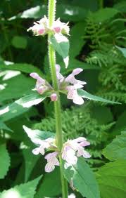 Image result for Stachys pseudonigricans