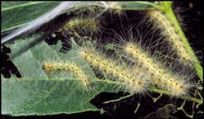 Austin Pecan Web Worms Worms In Pecan Trees Austin Texas Webworms