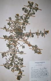 Image result for Grangea anthemoides