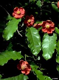 Image result for Uvaria