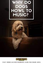 Why Do Dogs Howl To Music You Can Thank Their Ancestors Savory Prime Pet Treats