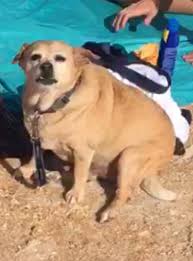 Image result for chihuahua big obesity