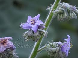 Image result for Wigandia urens