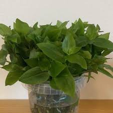 Image result for Viridivia suberosa