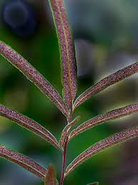 Image result for Pityrogramma