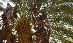 Fruits Secs Brousse Brousse Vergez Sa