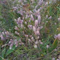 Image result for Trifolium purseglovei