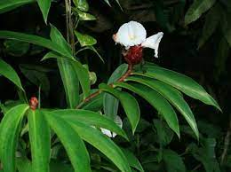 Costus Speciosus Crepe Ginger Canereed Crape Ginger Malay Ginger Hawaiian Plants And Tropical Flowers Hawaiian Plants Plants Ginger Flower