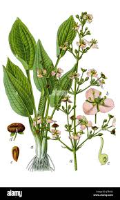 Image result for Alismataceae