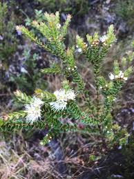 Image result for Stipularia