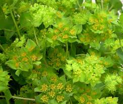Image result for Lythrum rotundifolium