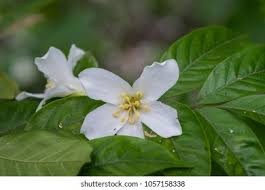 Image result for Vernicia montana