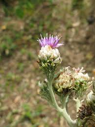 Image result for Vernonia galamensis