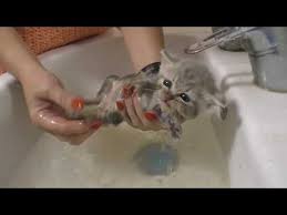 First Bath For Street Kitten Rescue In Our Life Youtube Kitten Rescue Kitten Kittens Cutest