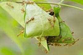 Das andere scheinen ameisen nicht zu mögen. Ameisen Im Garten Ameisenplage Ameisen Bekampfen So Gehts