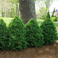 Check spelling or type a new query. Buxus X Green Mountain Green Mountain Boxwood From Saunders Brothers Inc