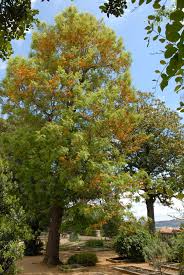 Image result for Grevillea robusta