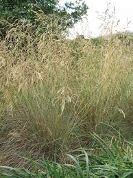 Image result for Festuca