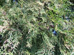 Image result for Cupressus funebris