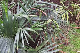 Image result for Rytigynia sp. A