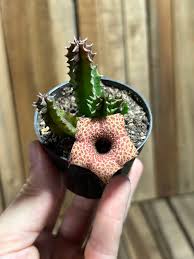 Image result for Huernia hislopii