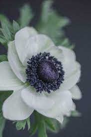 Close Up Of White Anemone With Black Centre Anemone Flower Anemone Macro Flower