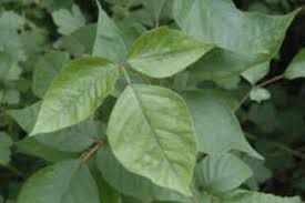 We did not find results for: Fick Poison Ivy Identification And Control