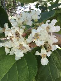 Image result for Catalpa