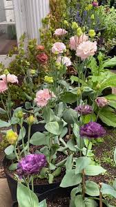 Image result for eustoma lisianthus in garden