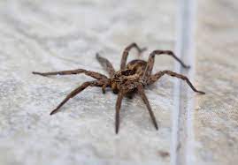 Fear of spiders in some people it is quite reasonable because the wolf spiders resemble nursery web spiders, but they carry their egg sacs by attaching them to their spinnerets. Are Wolf Spiders Poisonous Terminix