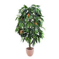 Sechs bis acht stunden am tag unten beim mangobaum: Mangobaum Mit Fruchten I Zementtopf 165cm Gunstig Online Kaufen Show And Stage