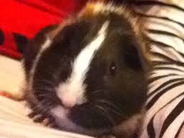 Check spelling or type a new query. Pin On Animals I Love