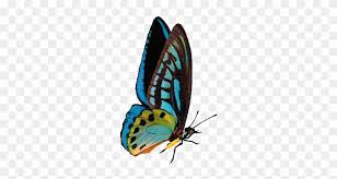 Free for commercial use high quality images Butterfly Magical Butterflies Gif Transparent Free Transparent Png Clipart Images Download