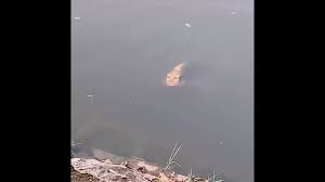 Fish With A Human Face Video Weird Creatures Scary Animals Scary Funny Videos