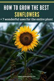 How To Grow The Best Sunflowers 7 Wonderful Uses For The Entire Plant Growing Sunflowers Fruit Trees Backyard Planting Sunflowers