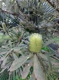 Image result for Boscia integrifolia