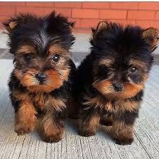 Favorite this post may 8 Yorkie Poo For Sale Craigslist Pets Lovers