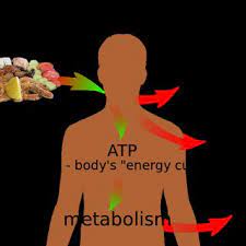 Pdf Home Science Biology Cell Biology Difference Between Photosynthesis And Cellular Respiration Difference Between Photosynthesis And Cellular Respiration Start Download View Pdf Convert From Doc To Pdf Pdf To