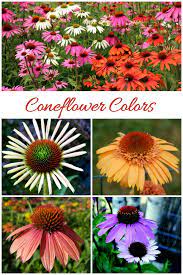 Growing Echinacea How To Care For Purple Coneflowers Flower Farm Echinacea Beautiful Flowers Garden