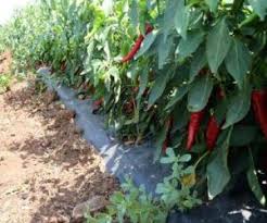 Sebze tohumları ne zaman ekilir, her yıl sorulan kafa karıştırıcı sorulardan biri çünkü her sebzenin farklı ekim dönemi var. Biber Tohumu Ne Zaman Ekilir Ekilir Net