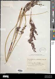 Image result for Costularia