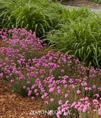 The secret to keeping butterflies coming back is to provide some shelter, some water and a spot for sunning — rocks are good. 15 Best Michigan Plants That Attract Butterflies Ideas Plants That Attract Butterflies Plants Plant Species