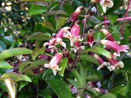 Climbing plants with flowers australia. Climbing Plants For Sale Indoor Outdoor Options Shop Online