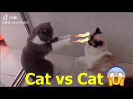Funny Cat Videos Try Not To Laugh Or Grin Challenge Funny Fails Video Compilation 2020 Youtube Funny Gifs Fails Challenges Funny Funny Cats