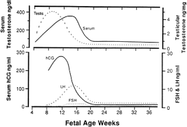 Volume 5 Chapter 38 Steroid Endocrinology Of Pregnancy